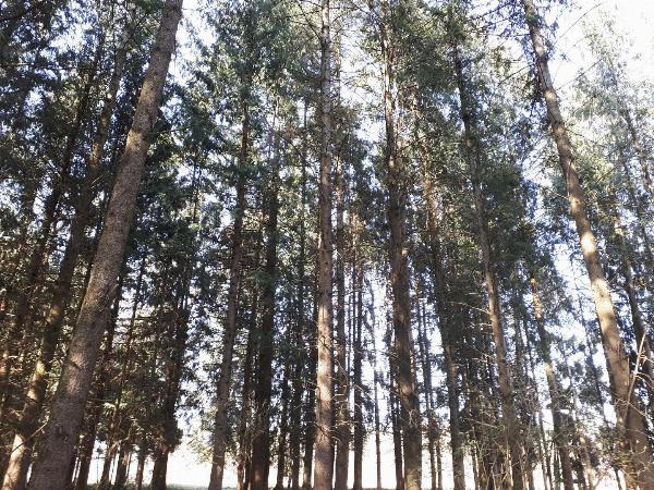Wald gesucht